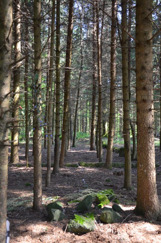 Waldweg bei Hüter des Lebens mit Urturm